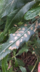 Coleophora peribenanderi