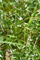 Stellaria ciliatosepala
