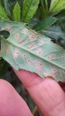 Coleophora peribenanderi