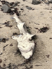 Notorynchus cepedianus