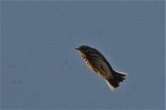 Anthus cervinus