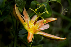 Passiflora herbertiana herbertiana