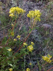 Patrinia rupestris