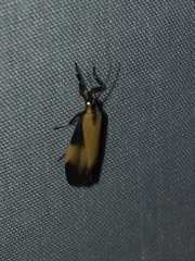 Lycomorphodes