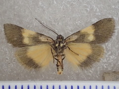 Poliodule melanotricha