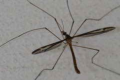 Tipula furca