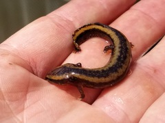 Necturus maculosus