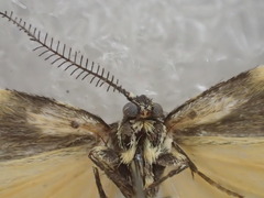 Poliodule melanotricha