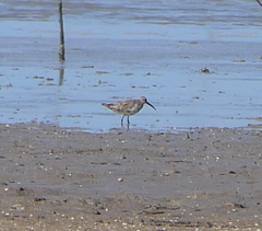 Calidris ferruginea