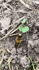 Colletes hederae