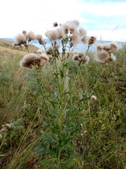 Cirsium arvense integrifolium
