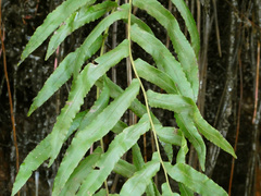 Blechnum