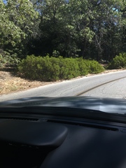 Arctostaphylos patula