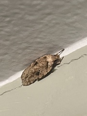Agonopterix