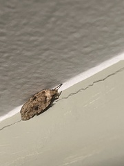 Agonopterix