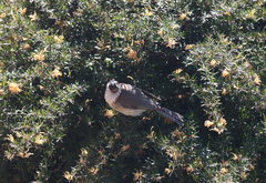 Philemon corniculatus