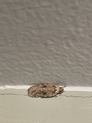 Agonopterix