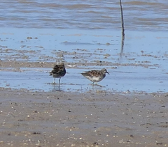 Calidris acuminata