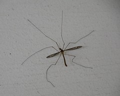 Tipula furca