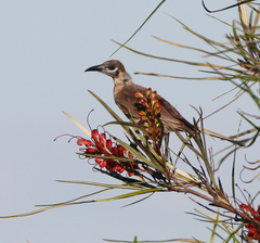 Philemon citreogularis