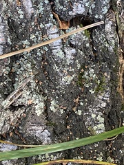 Flavopunctelia soredica