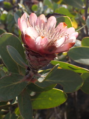 Protea punctata