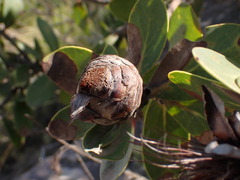 Protea punctata