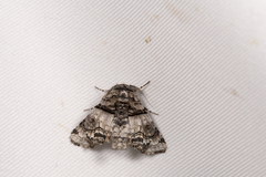 Aplotelia diplographa