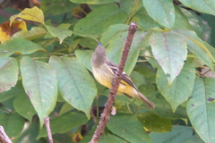 Empidonax flaviventris