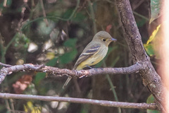 Empidonax flaviventris