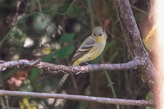 Empidonax flaviventris
