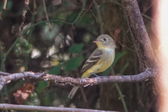 Empidonax flaviventris