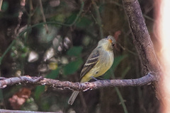 Empidonax flaviventris