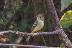 Empidonax flaviventris