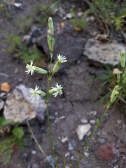 Silene jeniseensis