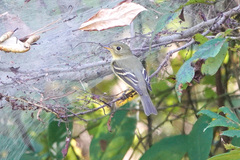 Empidonax flaviventris