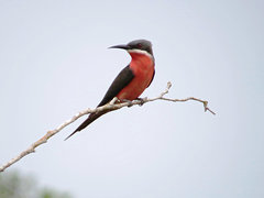Rosy Bee-Eater photo 2