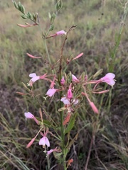Oenothera gaura