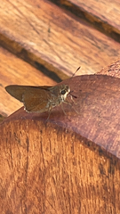 Asbolis capucinus