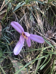 Colchicum