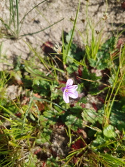 Erodium botrys