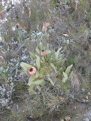 Protea lorifolia