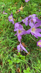 Colchicum