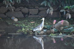 Ardeola grayii