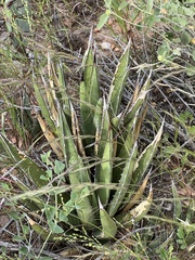 Agave lechuguilla