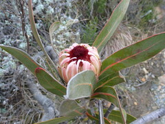 Protea lorifolia