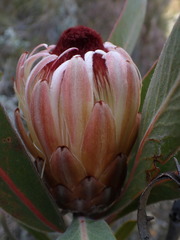 Protea lorifolia