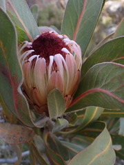 Protea lorifolia