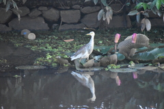 Ardeola grayii