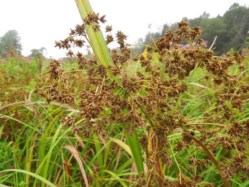 woodland bulrush (Scirpus expansus)